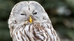 Долго опашка неезат